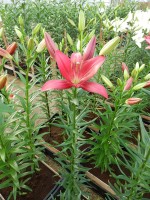 [4045 Bourbon Street No01.JPG]